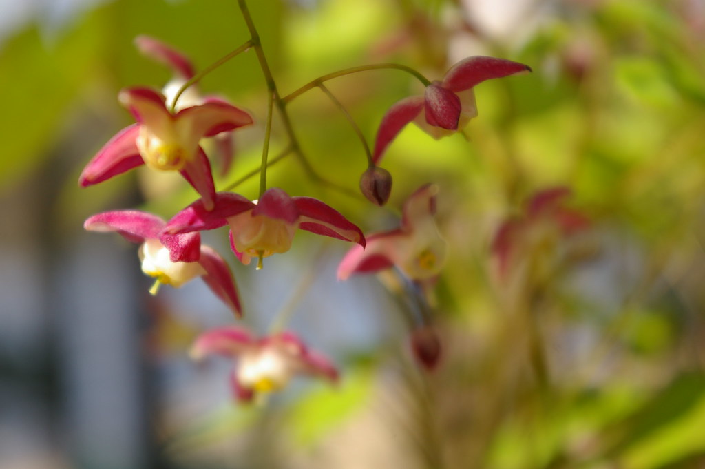 عشبة راعي الغنم