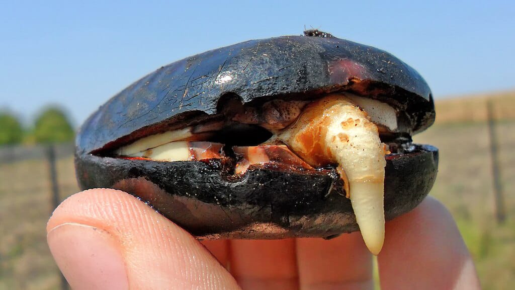 طريقة استعمال قرص القمر للحمل