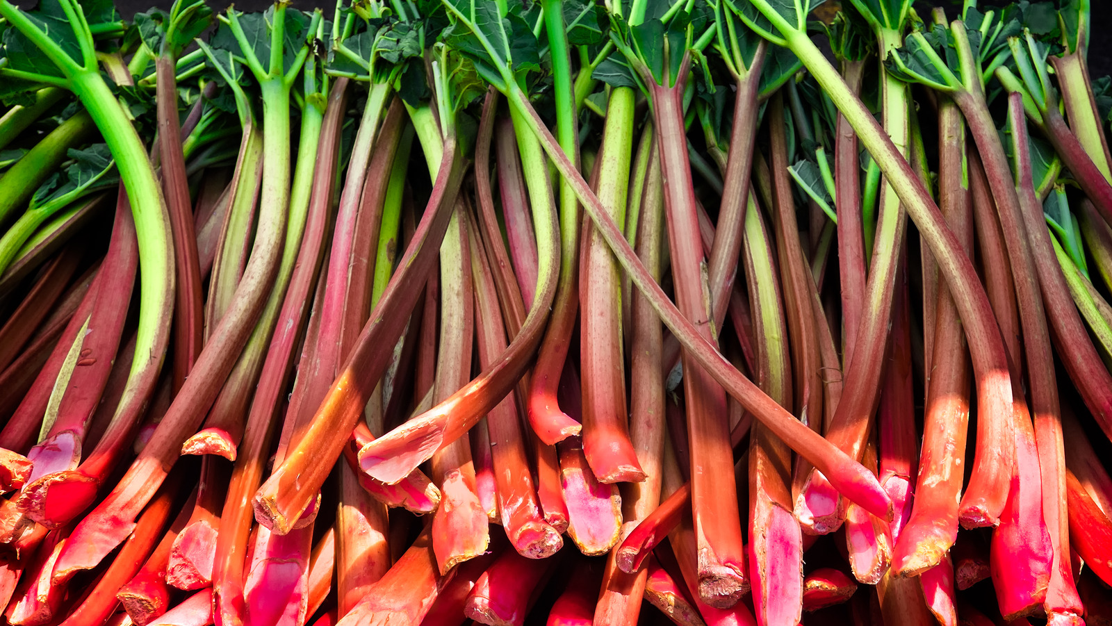 فوائد الراوند للقولون التقرحي